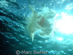Jelly fish in the sun. Bora Bora. sony cybershot T5 by Marc Biehler 
